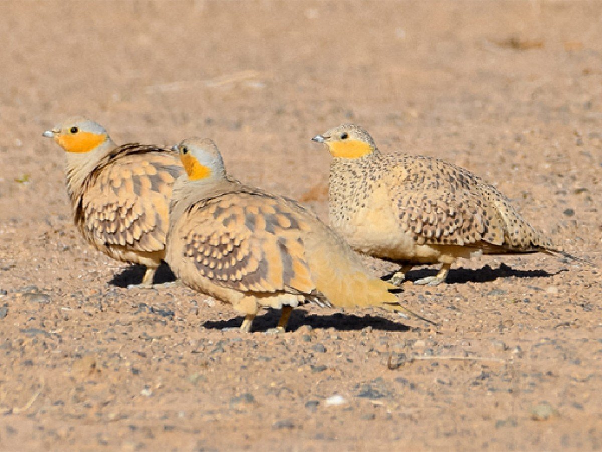 Morocco Birding Tour | Wildlife Adventures